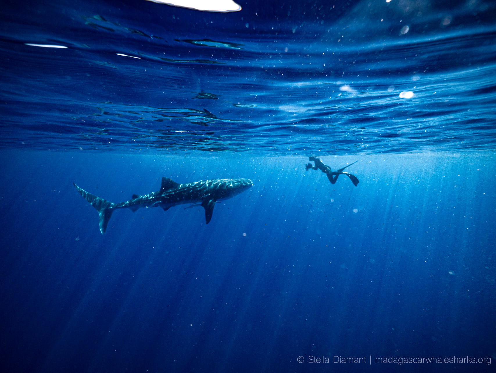 International Whale Shark Day - Save Our Seas Foundation