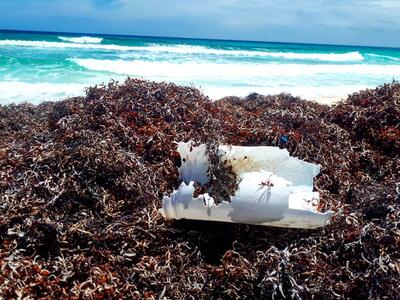 Bahamas Plastic Movement - Heroes of the Sea