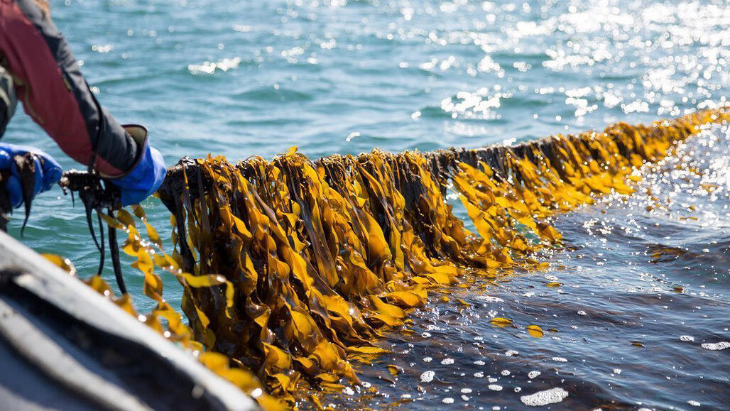 Atlantic Sea Farms Heroes of the Sea